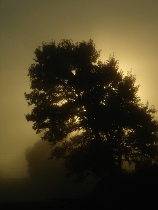 Foggy Dawn