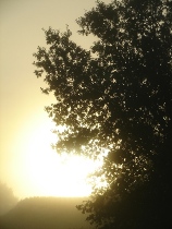 Dawn