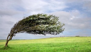 blowing-tree